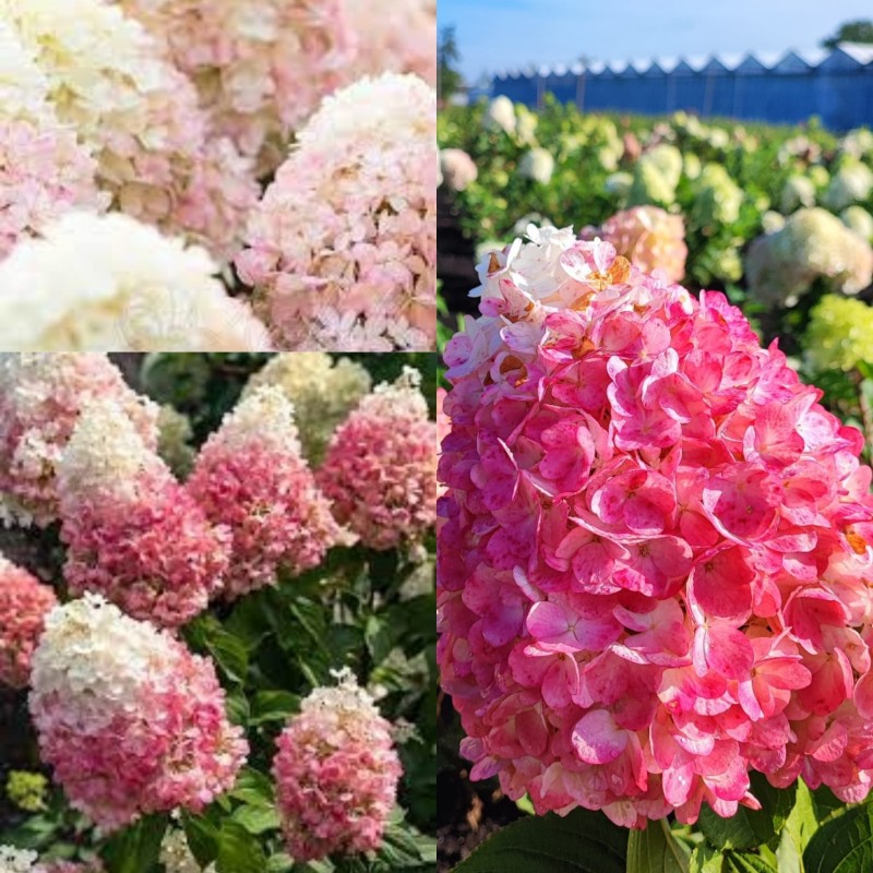 Hydrangea pan. 'Living Raspberry Pink' Hortenzija.lv